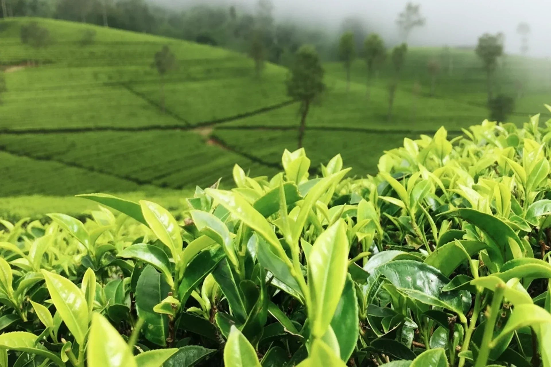 DIFERENÇAS ENTRE TISANAS E CHÁ