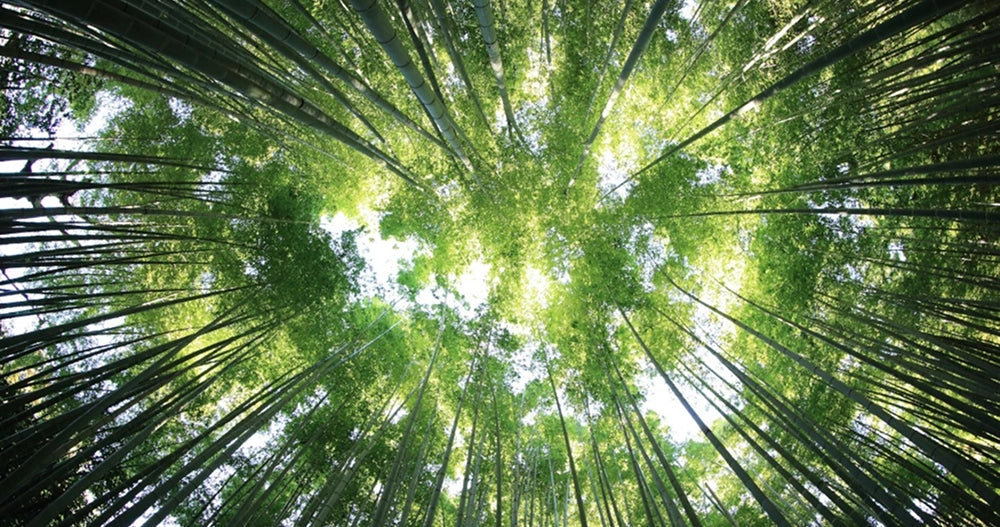 sustainability-about-us