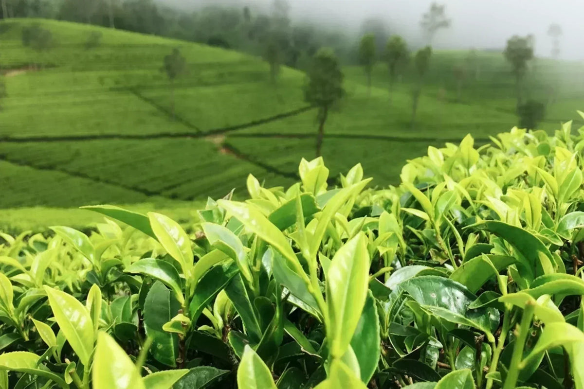 Tea field landscape