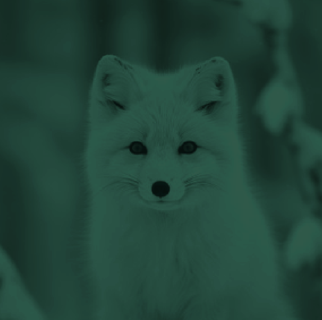 Tisanium_Fox_Background