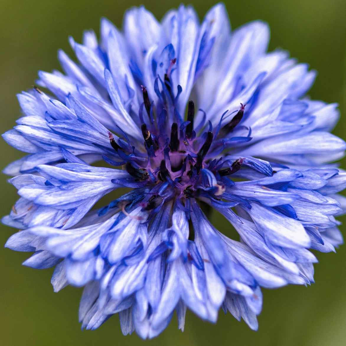 Centáurea Azul