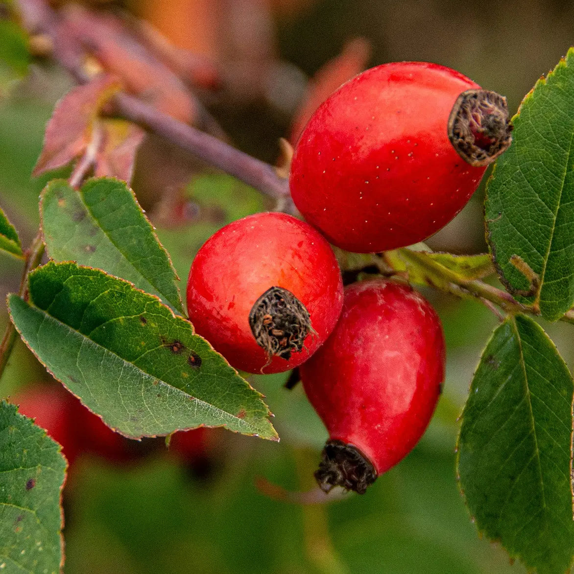 Rosa Mosqueta