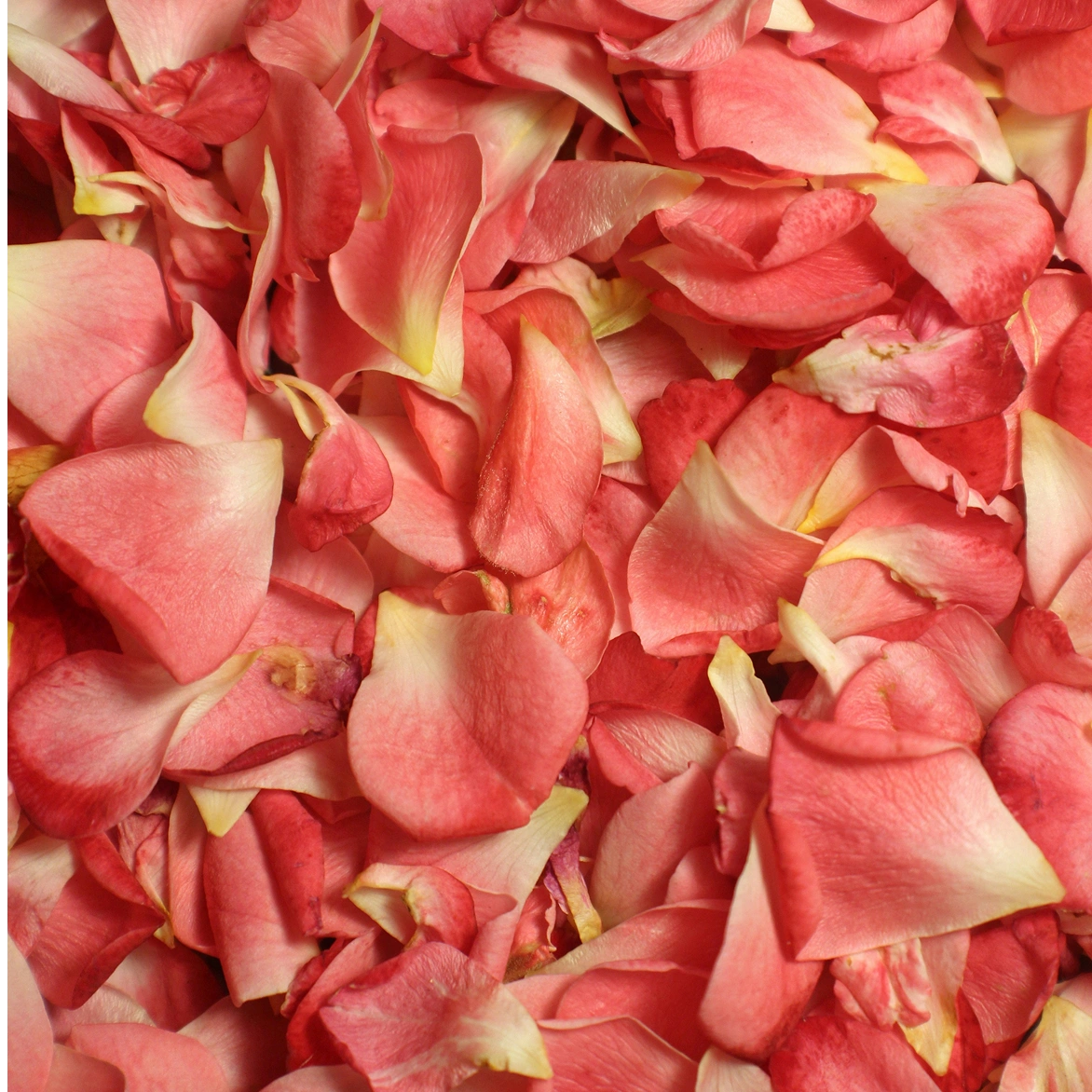 Pétalas de Rosa