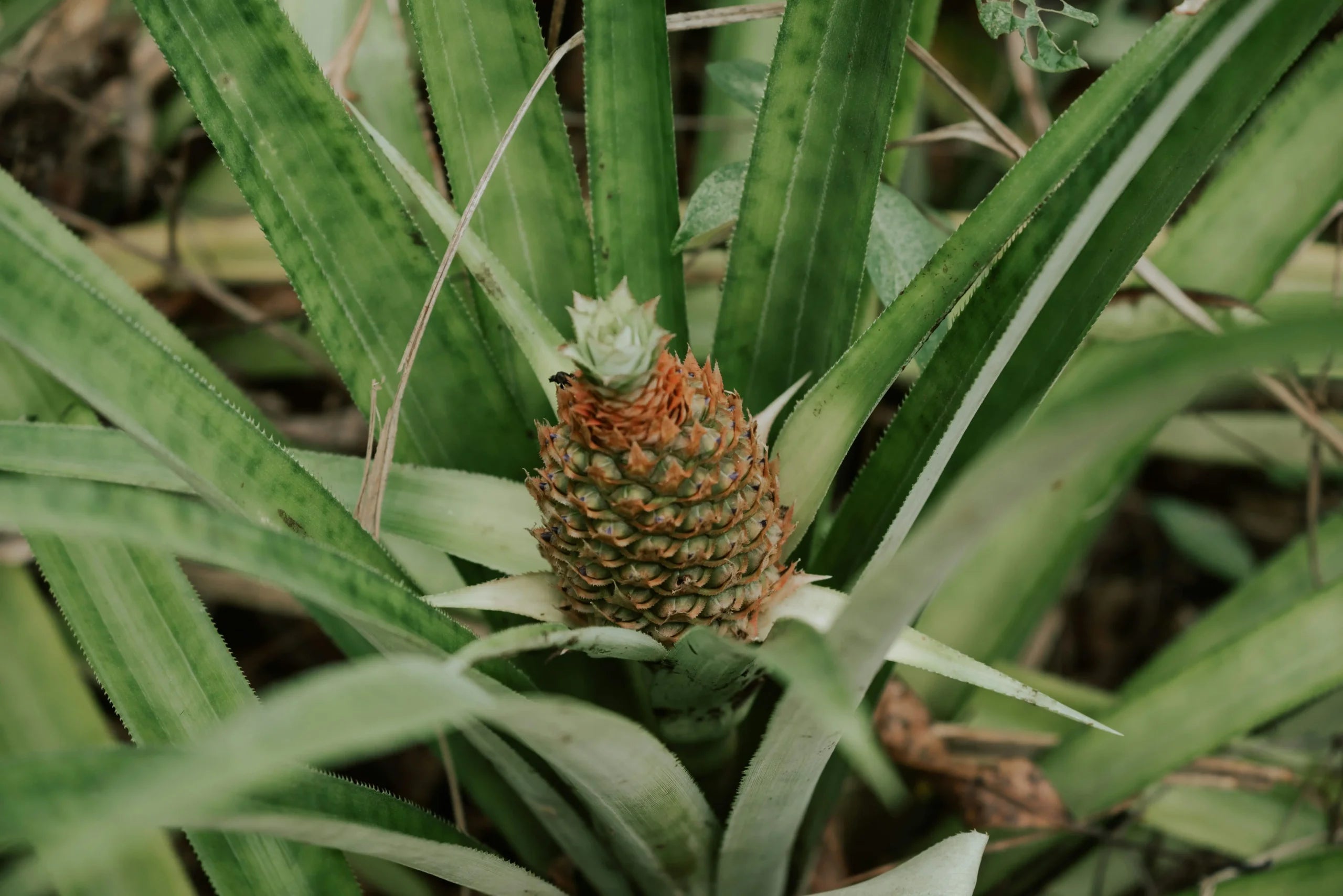 Pineapple Quality Product