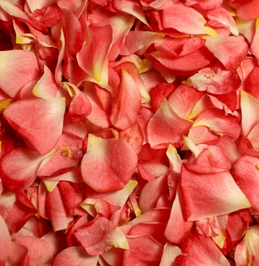 Pétalas de Rosa